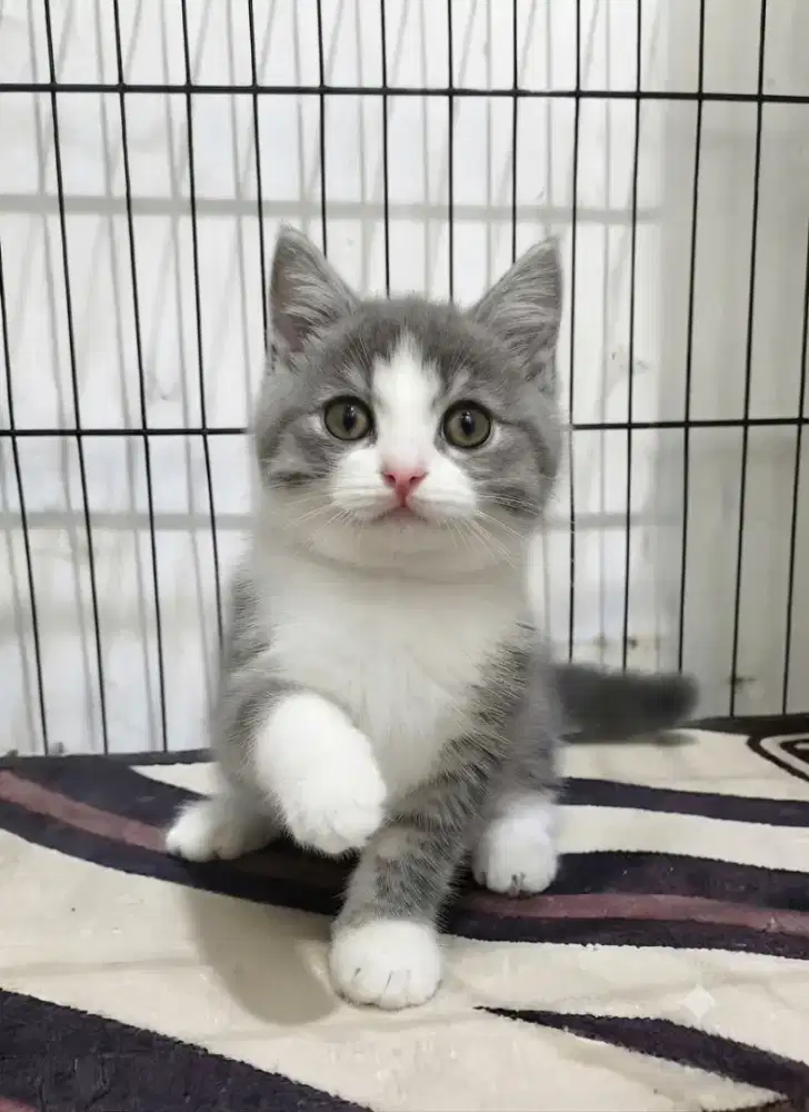 Bsh Bico blue tabby  Betina