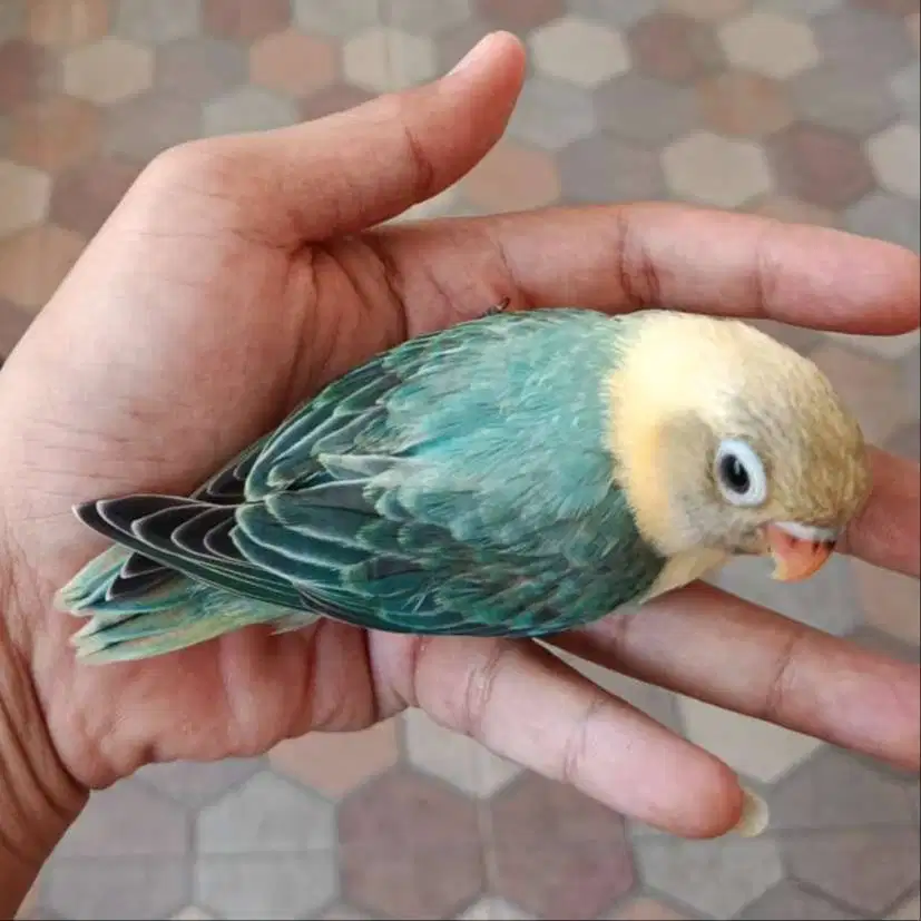 Burung lovebird love bird lakbet pb biola euwing jantan betina