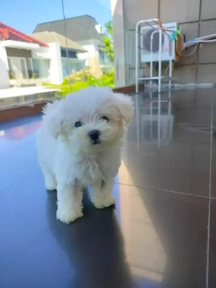 Mini Bichon Frise FLUFFY