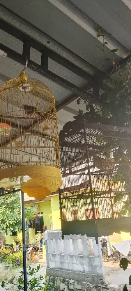 jual burung perku dan tekukur