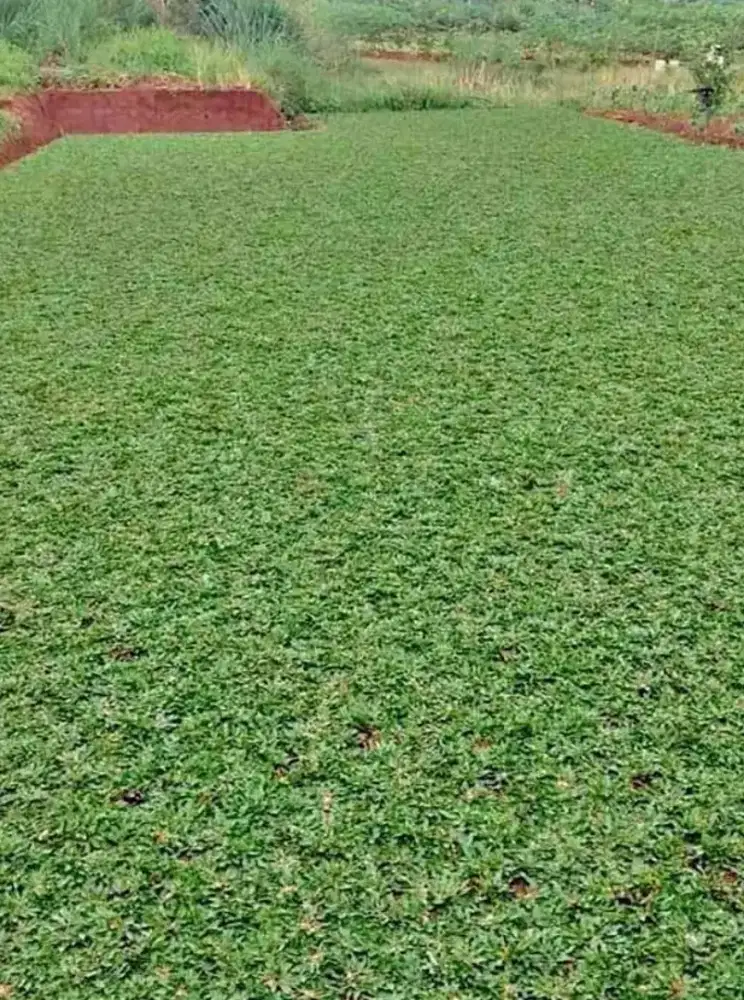 jual rumput gajah mini