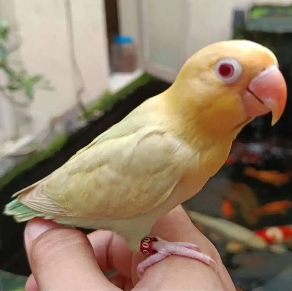 burung lovebird love bird pb biola blue pf mata merah