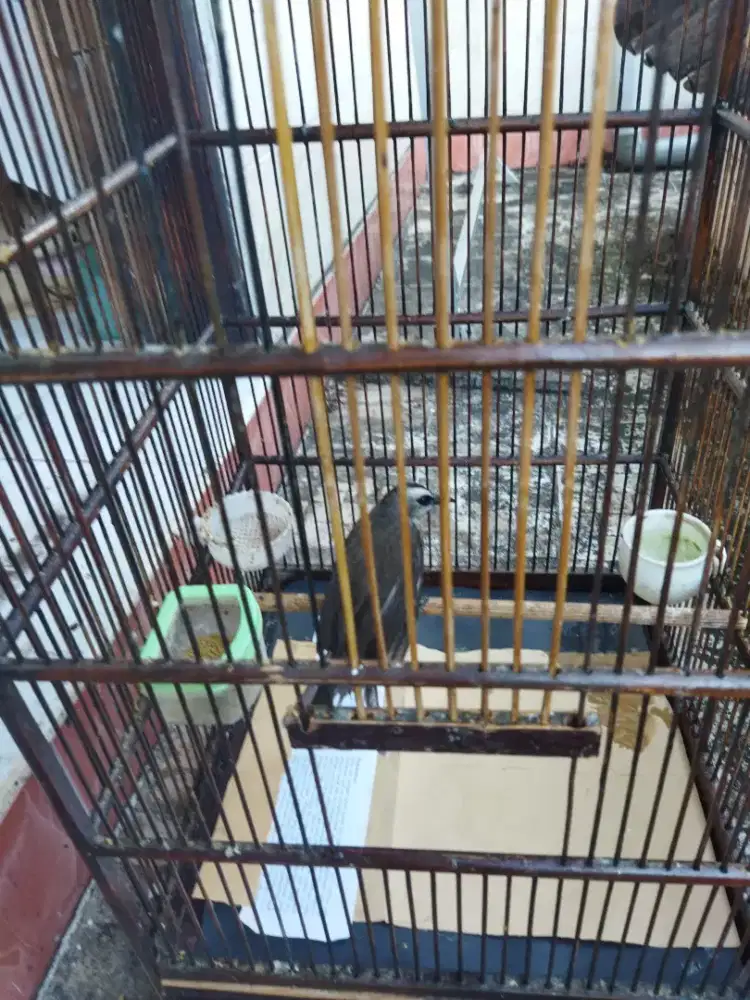 Burung Crucuk bunyi harian