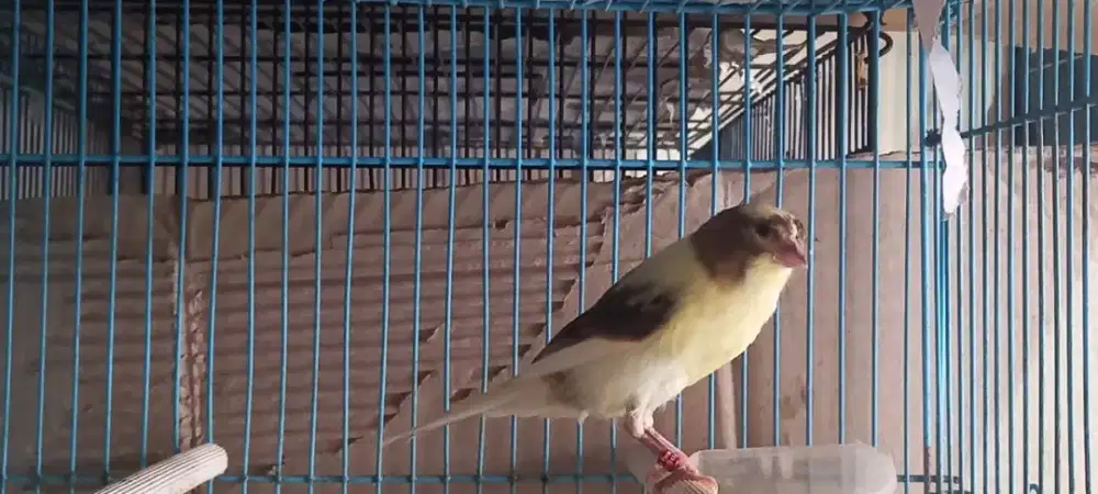 Kenari betina lokal size f1ys