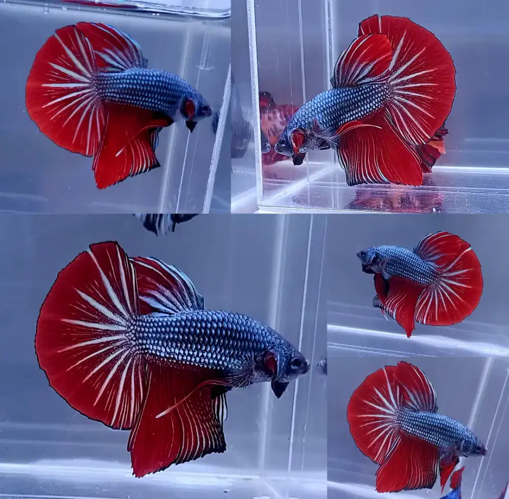 ikan cupang giant hmpk red coper