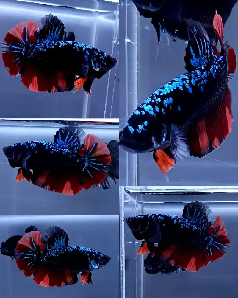 ikan cupang jumbo giant avatar