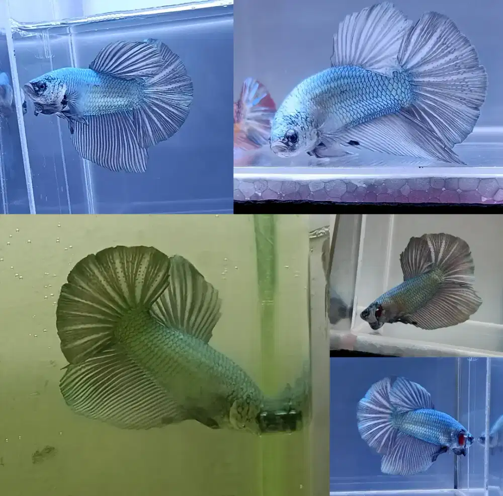 ikan cupang jumbo giant coper