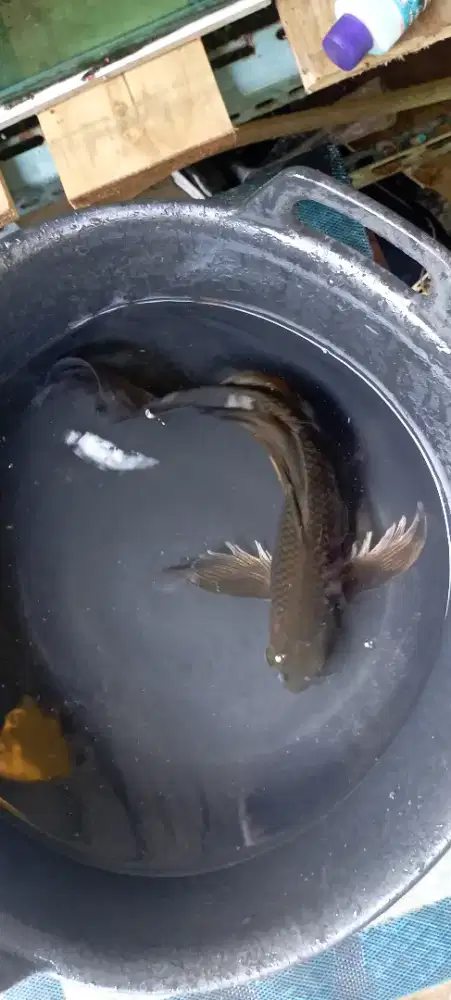 JUAL IKAN KOI BORONGAN
