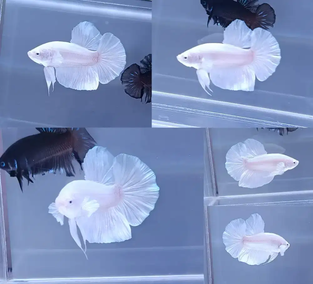 ikan cupang giant white platinum