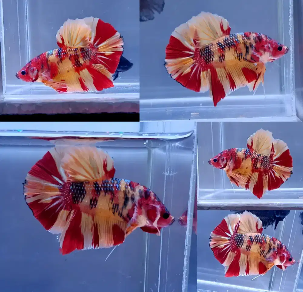ikan cupang giant nemo