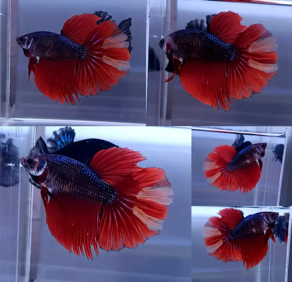 ikan cupang betina halfmoon slayer size indukkan