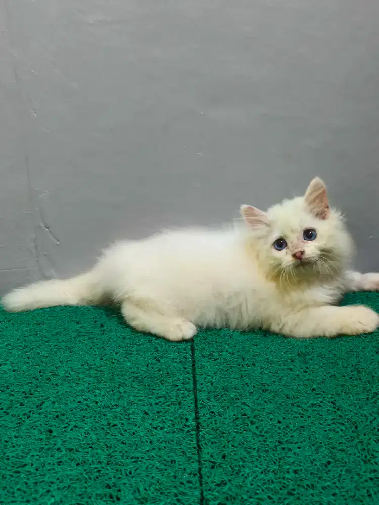 Persia Longhair Mata biru