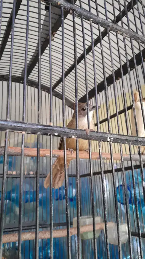 JUAL BURUNG CUCAK JENGGOT