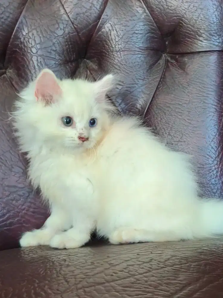 Persia Longhair Mata Odd Eye