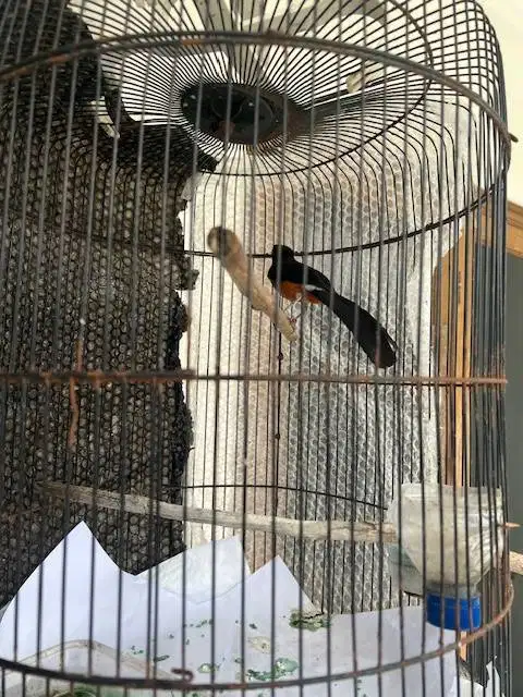 Burung Murai MH jantan bunyi (bajak laut) mata buta 1
