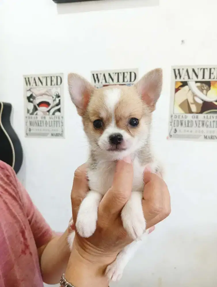 Minipom jantan no stb