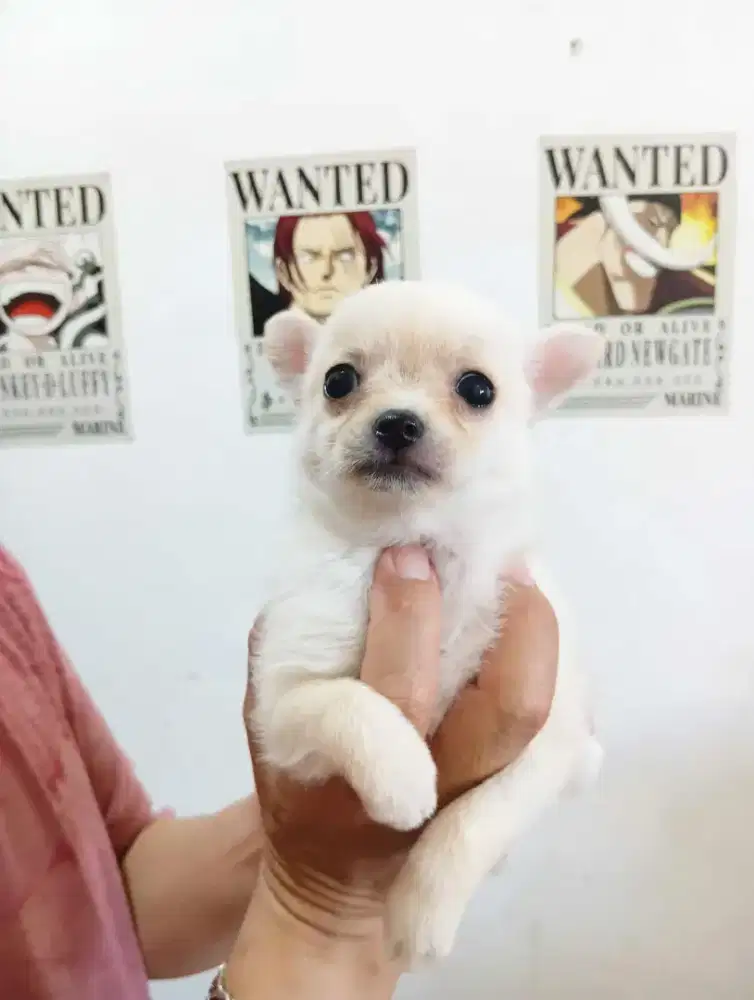 Minipom betina no stb