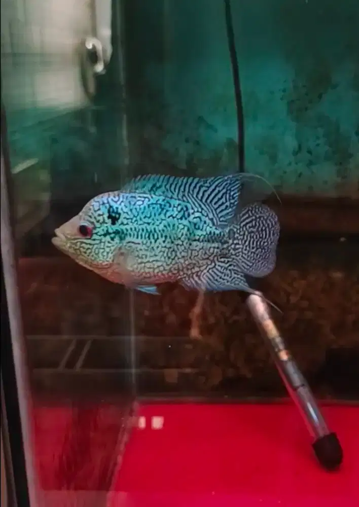 ikan lohan betina cencu 10cm full mutiara gen gb mesin cetak lohan cc