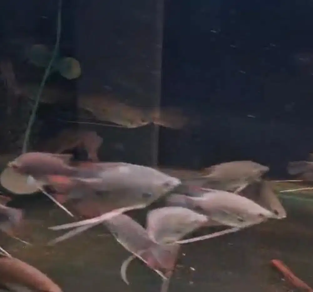 gurame sabah / giant redtail gourami