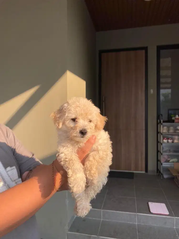 toy poodle bicolor