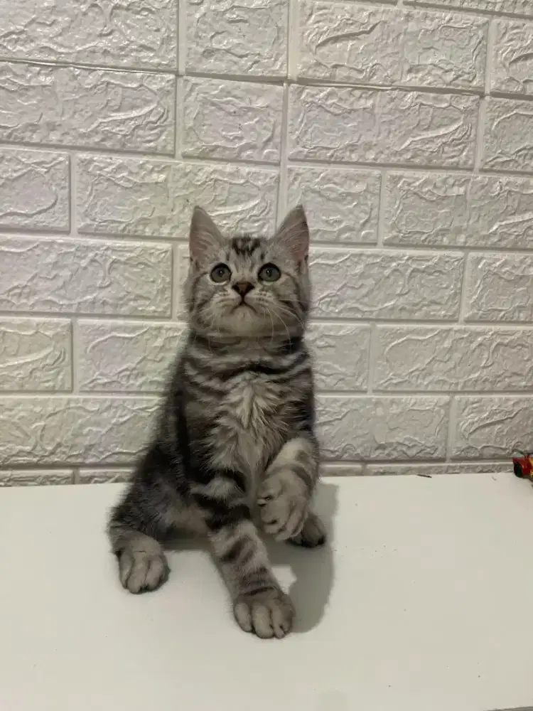 Kitteh sf bsh x american short hair