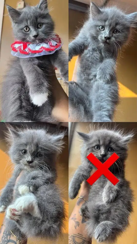 Lepas adopsi kitten mix BSH