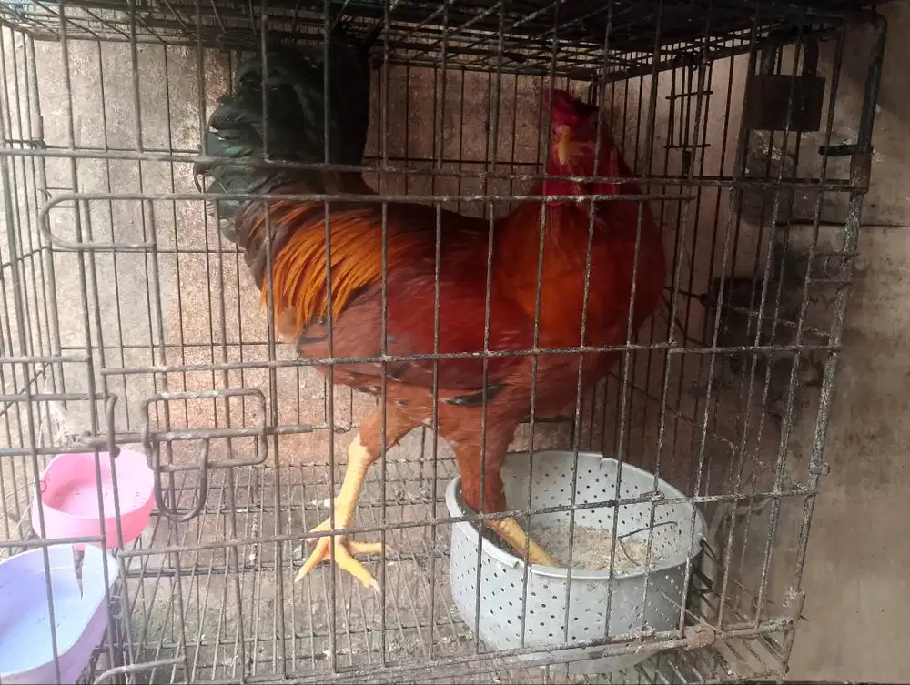 Ayam jantan orange gelap
