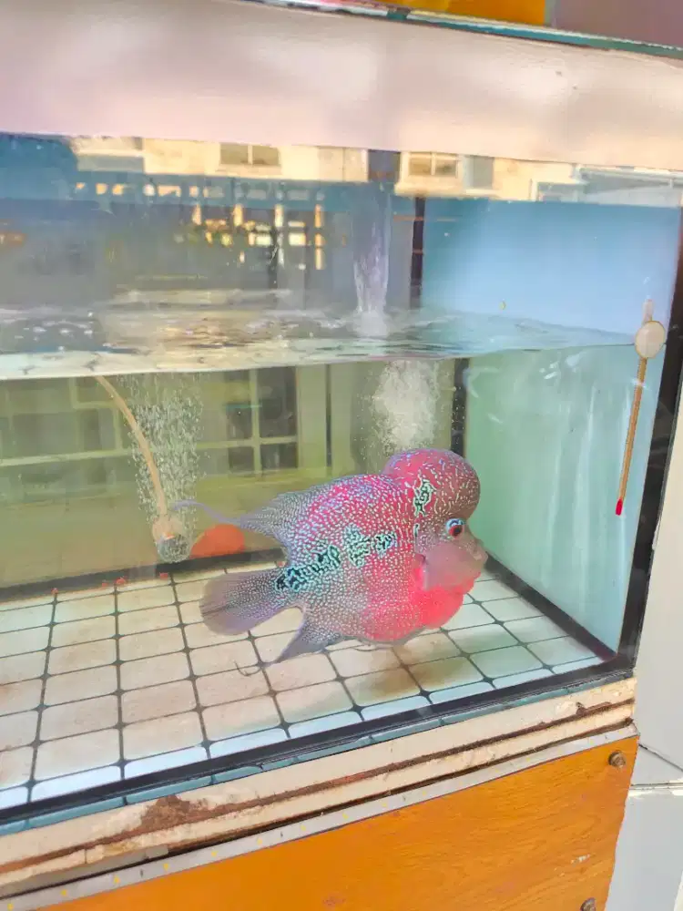 Ikan Louhan SRD BU 8 jari