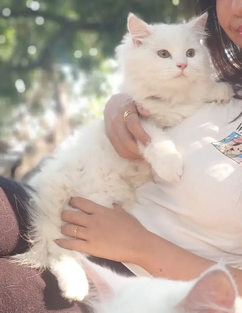 Kucing Persmed Long hair