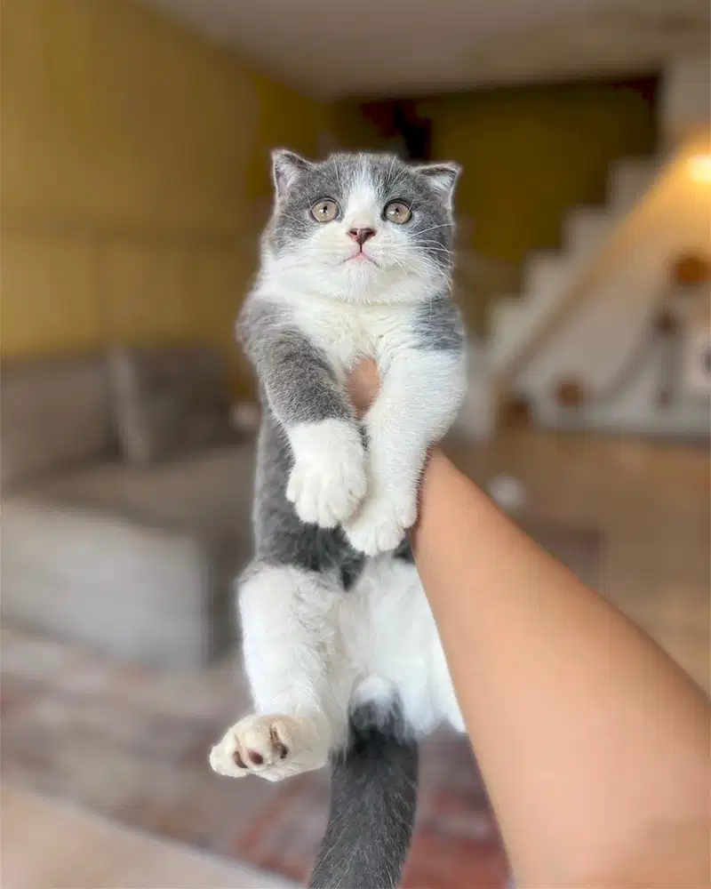 Kucing scottish single fold bicolor blue bsh sf