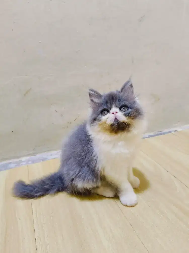 Persia peaknose