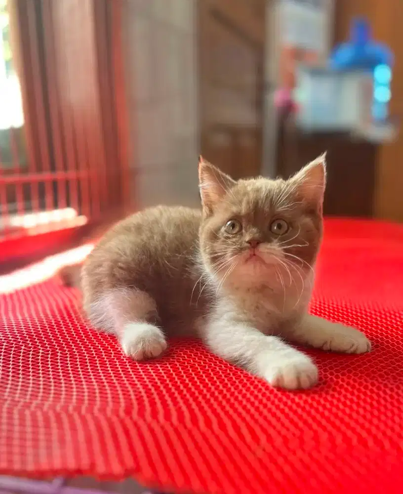 KUCING KITTEN BSH BICO CINNAMON BETINA
