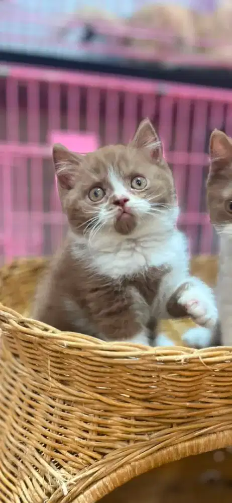 KITTEN ANAK KUCING BSH BRITISH SHORTHAIR BICO CINNAMON JANTAN
