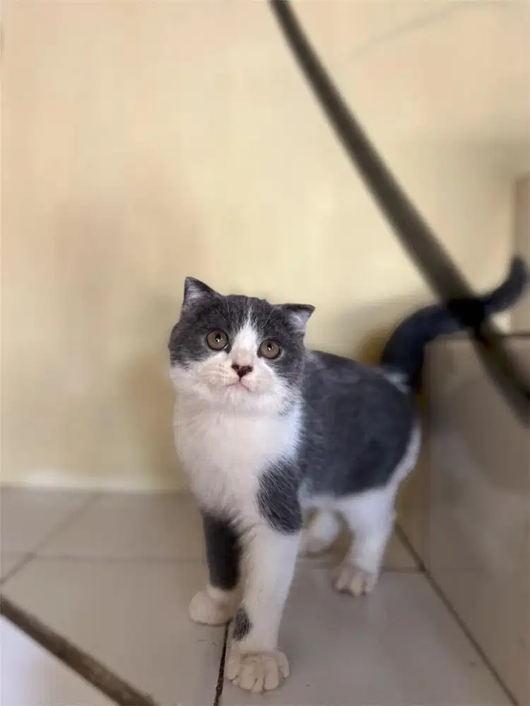 Kucing scottish single fold bsh sf bicolor blue