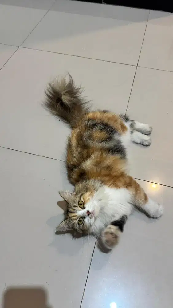 kucing persia calico betina 1 tahun longhair