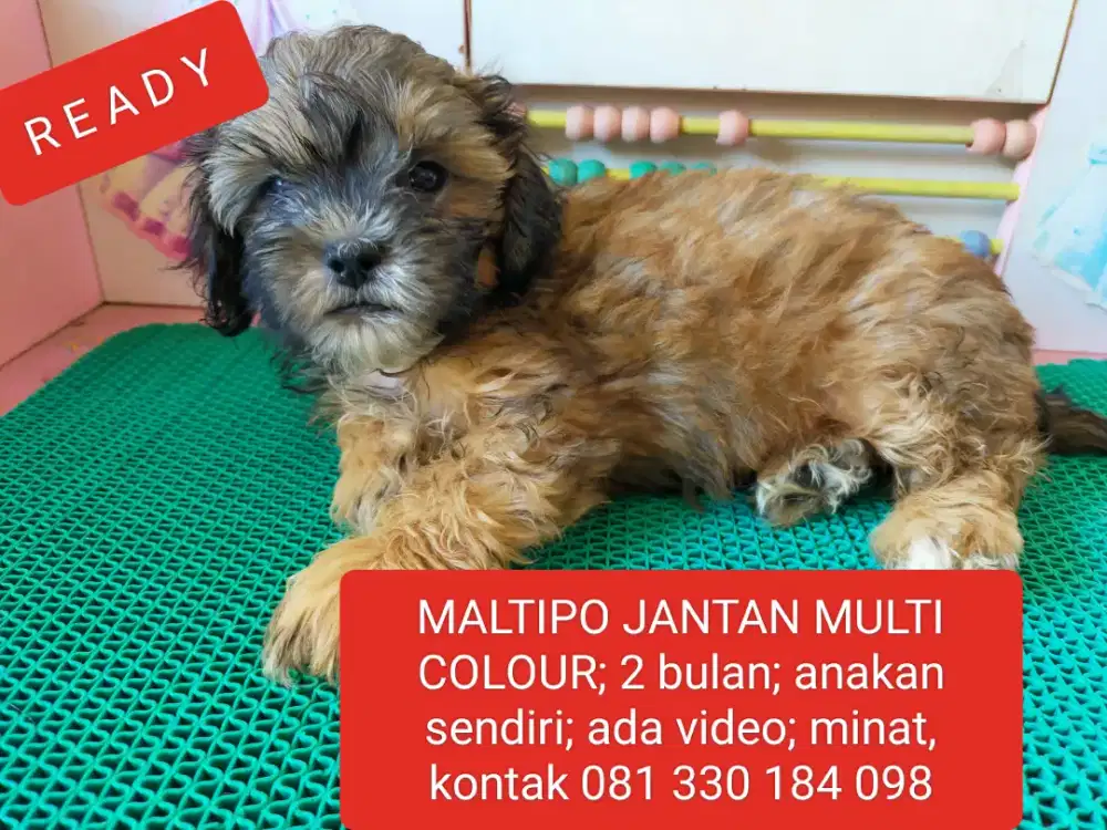 R E A D Y  !!  MALTIPO JANTAN MULTI COLOUR Usia 2 bulan.