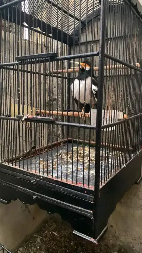 jalak suren siap jadi satpam rumah