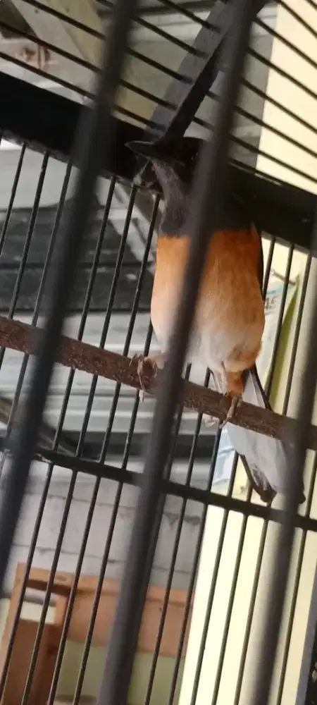 Burung Murai Betina