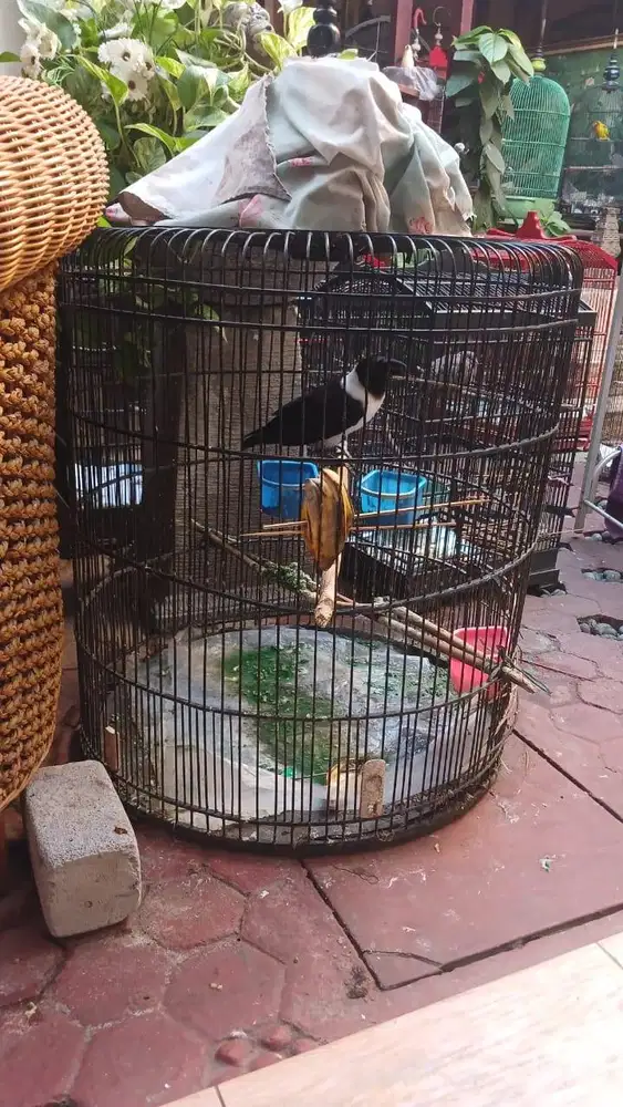 Burung Gagak Sule 750 rb pas lokasi Rungkut, Surabaya Timur dekat UPN