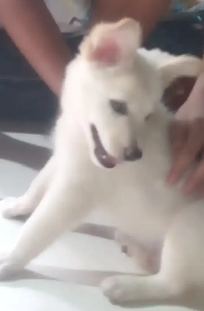 anakan anjing puppy kintamani