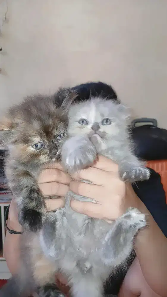 Jual anakan kucing dan dewasa