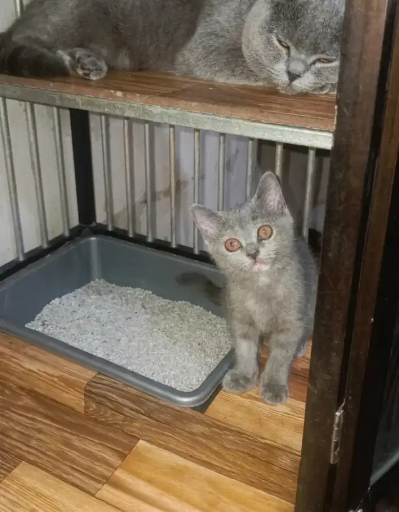 Kitten bsh pure betina 3bulan