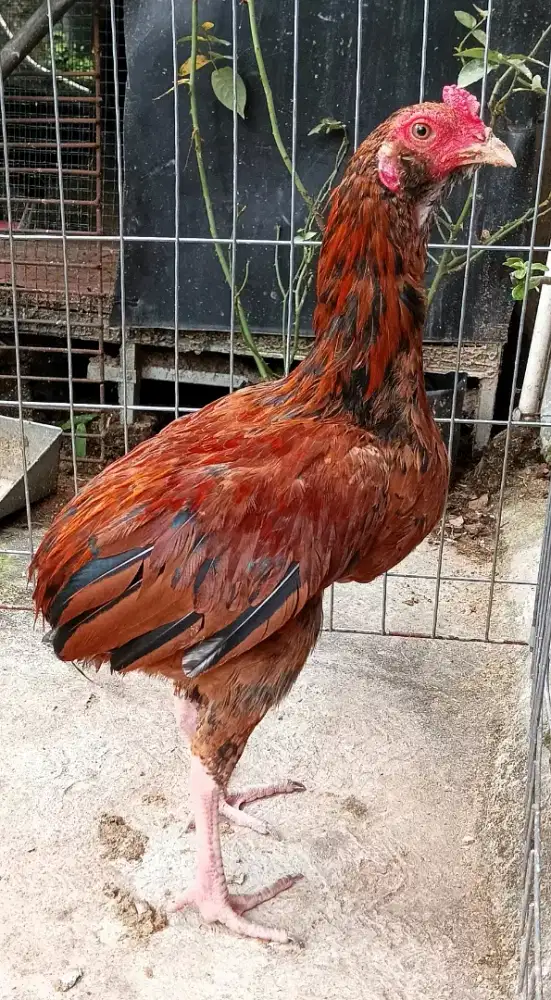 Ayam jago tukung