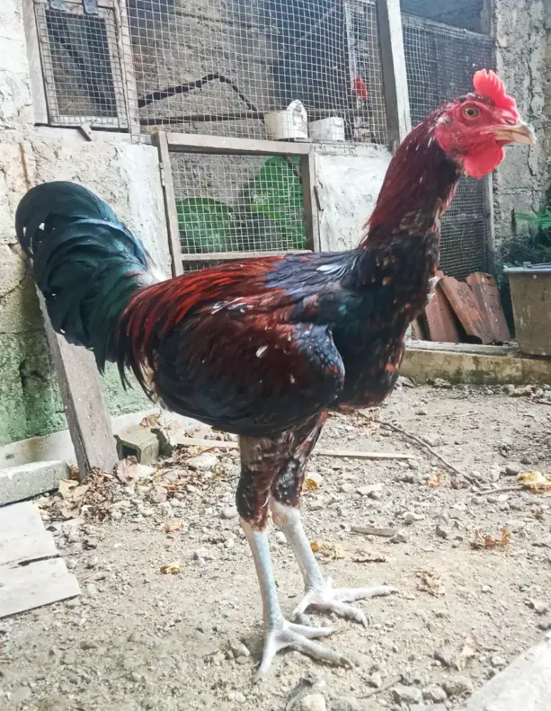 AYAM PELUNG JANTAN