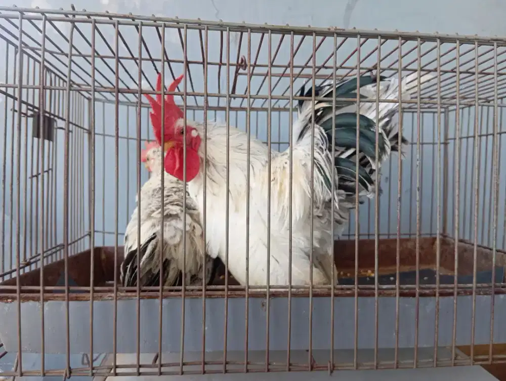 Jual Ayam Kt chabo