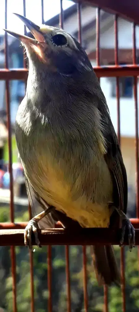BURUNG CUCAK JEMPOL JINAK GACOR  VOLME KERAS