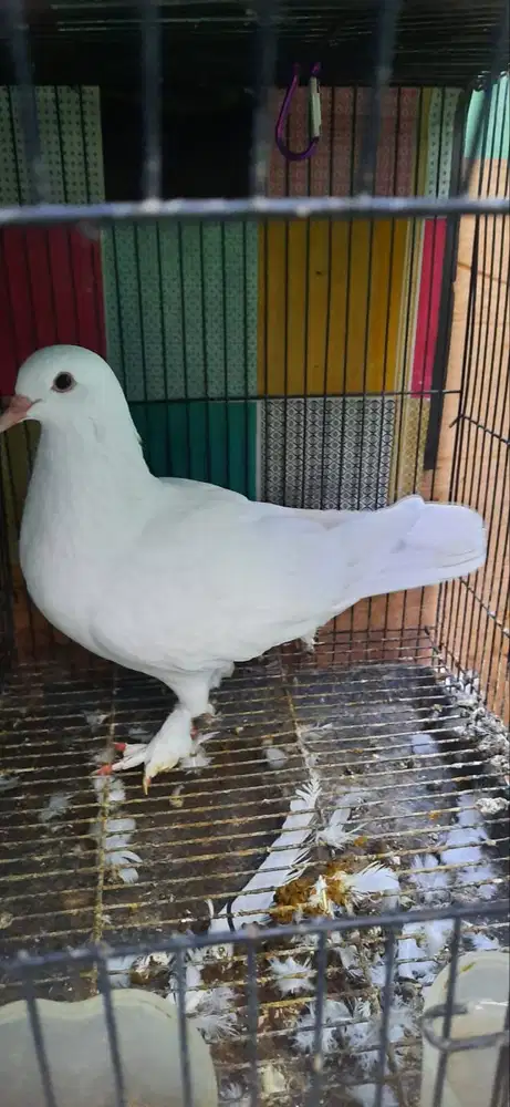 Merpati Jembros Jantan