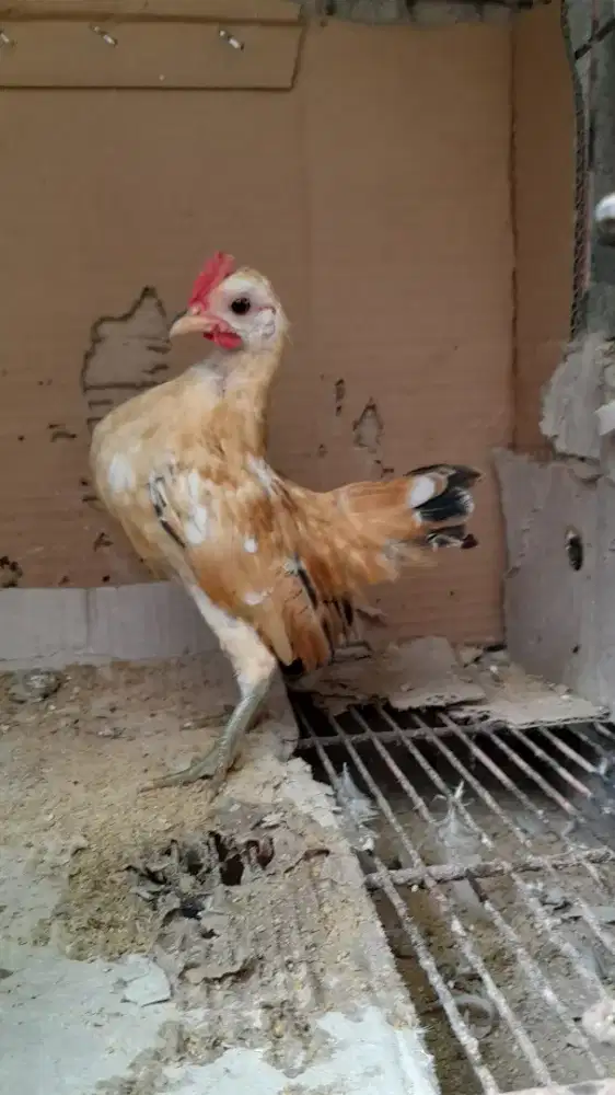 Serama 2,5bl Jantan Betina Ready