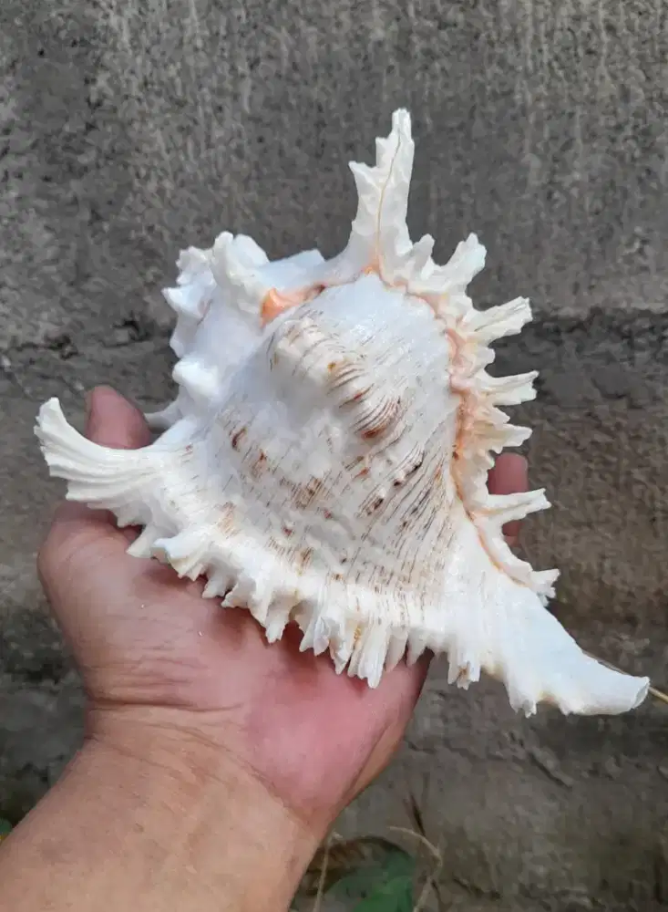 Cangkang Kerang Murex