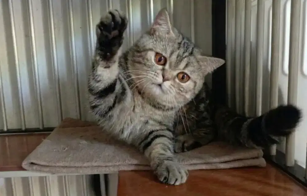 Bsh tabby jantan 1tahun jago kimpoy